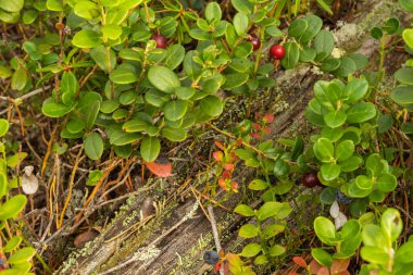 sağlıklı, doğal, organik, çalılı kırmızı kızılcık, yaz ve sonbaharda ormandaki bitkiler