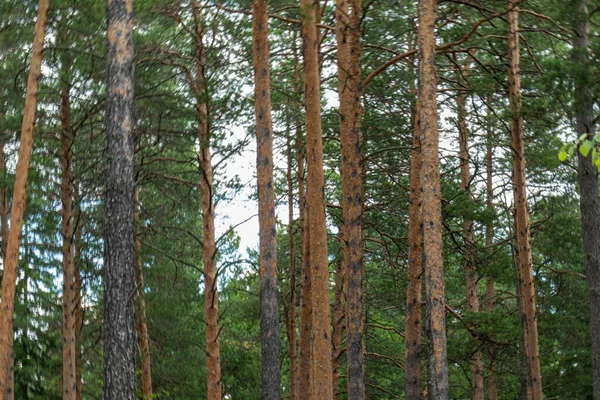 Krajobraz Pięknymi Naturalnymi Zielonymi Iglastymi Drzewami Lesie — Zdjęcie stockowe