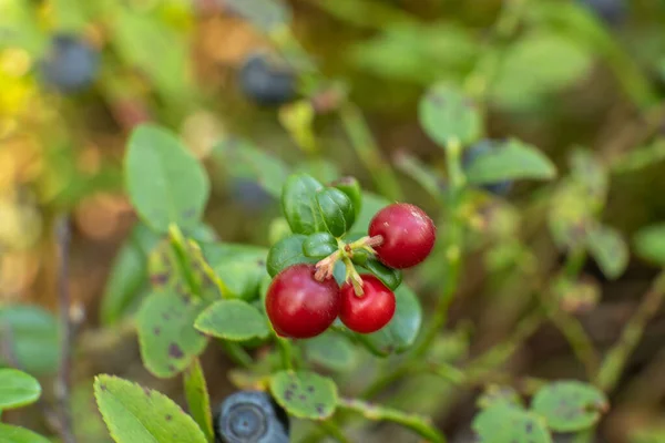 Zdrowa Naturalna Organiczna Czerwona Żurawina Jagody Krzewem Latem Rośliny Lesie — Zdjęcie stockowe