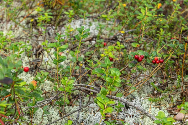 Здоровий Натуральний Органічний Червона Журавлина Кущами Рослини Лісі Влітку Восени — стокове фото