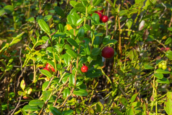 sağlıklı, doğal, organik, çalılı kırmızı kızılcık, yaz ve sonbaharda ormandaki bitkiler