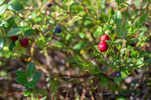 Zdrowa Naturalna Organiczna Czerwona Żurawina Jagody Krzewem Latem Rośliny Lesie — Zdjęcie stockowe