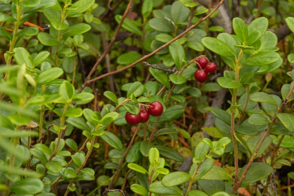 Sano Naturale Biologico Mirtilli Rossi Con Cespugli Piante Nella Foresta — Foto Stock