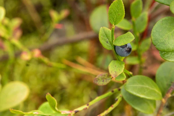 Sağlıklı Doğal Organik Yaban Mersinleri Ormandaki Çalılar Bitkilerle Yaz Sonbaharda — Stok fotoğraf