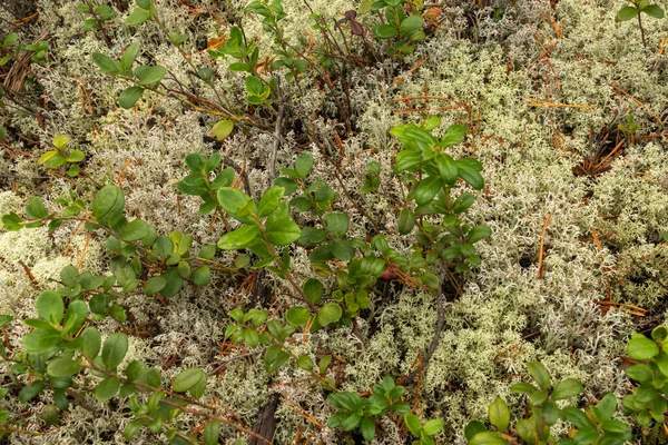 Arbustos Cranberry Plantas Musgo Floresta Verão Outono Naturais Orgânicos — Fotografia de Stock