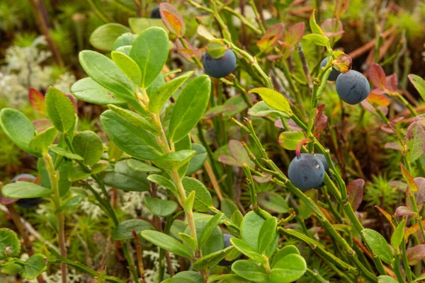 Healthy Natural Organic Blueberries Bush Plants Forest Summer Autumn — Stock Photo, Image