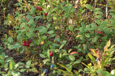 Yazın ve sonbaharda ormandaki sağlıklı, doğal organik kırmızı kızılcık ve yabanmersini.