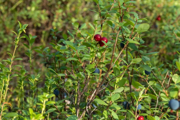 Yazın ve sonbaharda ormandaki sağlıklı, doğal organik kırmızı kızılcık ve yabanmersini.