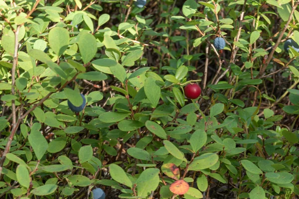 Zdrowe Naturalne Organiczne Czerwone Żurawiny Jagody Lesie Latem Jesienią — Zdjęcie stockowe