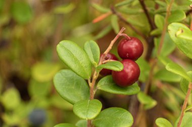 Ormanda yaz ve sonbaharda bitkilerle dolu sağlıklı, doğal, organik kırmızı kızılcıklar