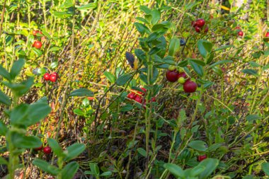 Ormanda yaz ve sonbaharda bitkilerle dolu sağlıklı, doğal, organik kırmızı kızılcıklar