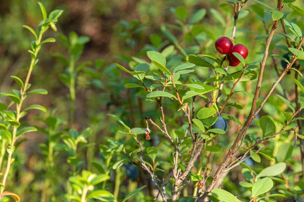 건강하고 자연적 유기농인 베리와 블루베리는 여름과 가을에 식물이 있습니다 — 스톡 사진