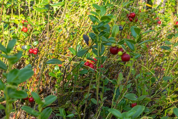 Ormanda yaz ve sonbaharda bitkilerle dolu sağlıklı, doğal, organik kırmızı kızılcıklar