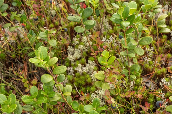 Υγιή Φυσικά Πράσινα Βιολογικά Φαρμακευτικά Φυτά Lingonberry Στο Δάσος Καλοκαίρι — Φωτογραφία Αρχείου