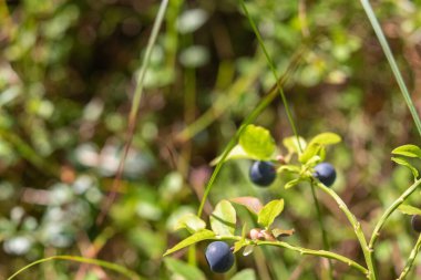 sağlıklı, doğal, organik böğürtlenler ormandaki bitkilerle yaz ve sonbaharda