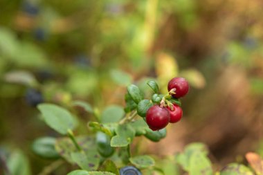 Ormanda yaz ve sonbaharda bitkilerle dolu sağlıklı, doğal, organik kırmızı kızılcıklar