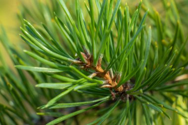 Ormandaki güzel, doğal, yeşil kozalaklı ağaç ormandaki güzel, doğal, yeşil kozalaklı ağaç.