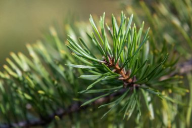 Ormandaki güzel, doğal, yeşil kozalaklı ağaç ormandaki güzel, doğal, yeşil kozalaklı ağaç.