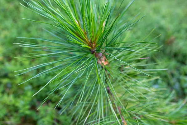 Krásný Přírodní Zelený Jehličnatý Strom Lese Krásná Přírodní Zelená Jehličnatý — Stock fotografie