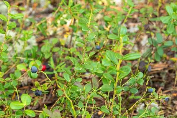Zdrowe Naturalne Organiczne Czerwone Żurawiny Niebieskie Jagody Roślinami Lesie Latem — Zdjęcie stockowe