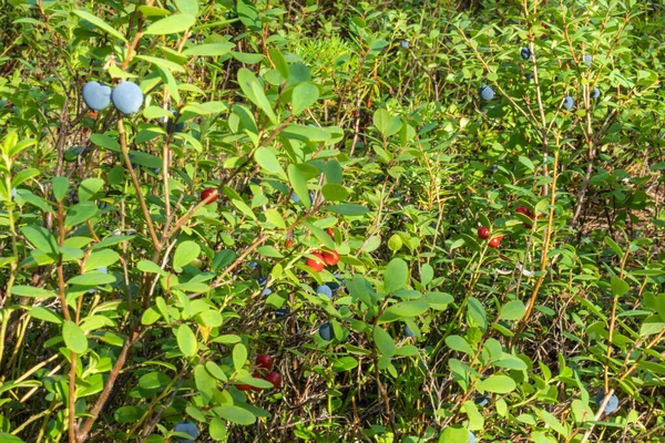 Zdrowe Naturalne Organiczne Czerwone Żurawiny Niebieskie Jagody Roślinami Lesie Latem — Zdjęcie stockowe