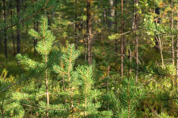 Gyönyörű Táj Zöld Tűlevelű Fák Erdőben Taiga Nyáron Ősszel — Stock Fotó