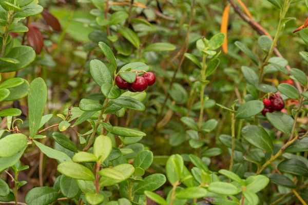 Zdrowe Naturalne Organiczne Czerwone Żurawiny Roślinami Lesie Latem Jesienią — Zdjęcie stockowe