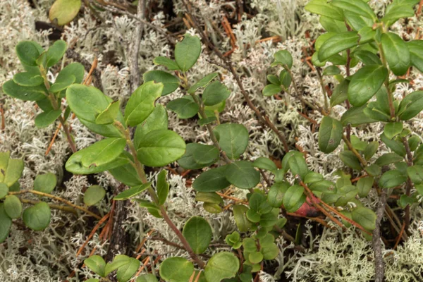 Saudável Natural Medicinal Orgânico Lingonberry Plantas Floresta Verão Outono — Fotografia de Stock