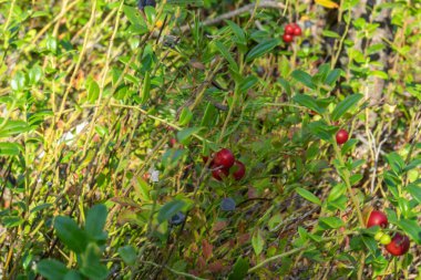 Güzel, doğal, organik, çevre dostu, sağlıklı kırmızı kızılcıklar, yaz ve sonbaharda ormanda bitki yetiştiren yabanmersinleri.