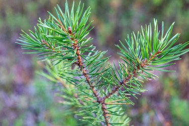 Güzel, doğal, yeşil, kozalaklı ağaçlar ormanın içinde, dokusu olan park.