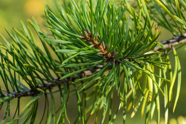 Beautiful Natural Green Coniferous Tree Close Forest Park Texture — Stock Photo, Image