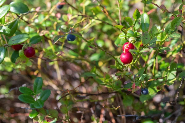 Piękne Naturalne Ekologiczne Ekologiczne Zdrowe Czerwone Żurawiny Niebieskie Jagody Roślinami — Zdjęcie stockowe