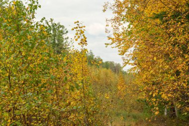 Sonbahar manzarası, yeşil, sarı yapraklı çok renkli ağaçlar ormandaki kozalaklı ağaçlar, Park, mavi gökyüzüne karşı taiga