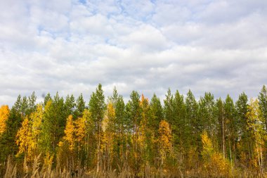 Sonbahar manzarası, yeşil, sarı yapraklı çok renkli ağaçlar ormandaki kozalaklı ağaçlar, Park, mavi gökyüzüne karşı taiga