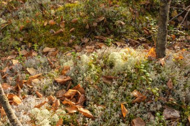 Bitkilerle, yeşillerle, sarı yapraklarla, yaban mersinleriyle, ormandaki sonbaharda yosunlarla, taygayla, parkla.