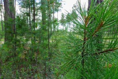 güzel, doğal, yeşil, kozalaklı ağaç, ormandaki bitkiler, taiga, park