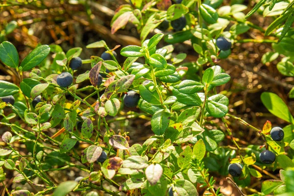 sağlıklı, doğal, organik, çevre dostu, ormandaki bitkilerle yabanmersini, taiga, yazın Park, yazın sonbahar, sonbaharda