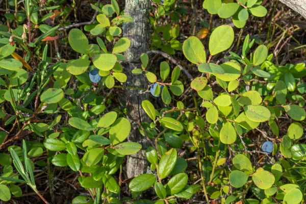 健康的で自然 環境に優しいブルーブルーベリーの木が森の中に植えられていますタイガ夏公園夏秋夏秋秋秋 — ストック写真