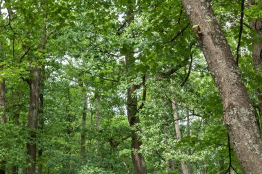 Güzel, doğal, yeşil, parlak ağaçlar, bahçedeki bitkiler ve çimenler, Park, yazın.