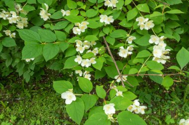 Güzel, doğal, harika bir Jasmine çiçeği aromalı yazın bahçede bir ağaçta, Park