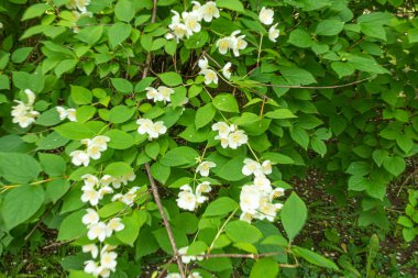 Güzel, doğal, harika bir Jasmine çiçeği aromalı yazın bahçede bir ağaçta, Park