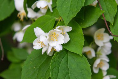 Güzel, doğal, harika bir Jasmine çiçeği aromalı yazın bahçede bir ağaçta, Park