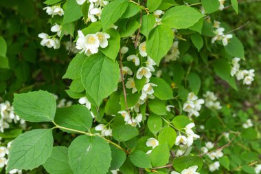 Güzel, doğal, harika bir Jasmine çiçeği aromalı yazın bahçede bir ağaçta, Park