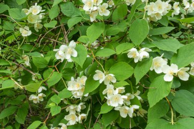 Güzel, doğal, harika bir Jasmine çiçeği aromalı yazın bahçede bir ağaçta, Park
