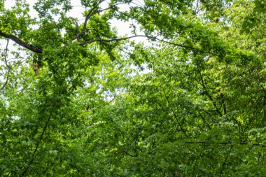 Güzel, doğal, yeşil ağaçlar, bitkiler, çimenler yazın parkta.