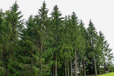 Güzel, doğal, yeşil ağaçlar, bitkiler, çimenler yazın parkta.