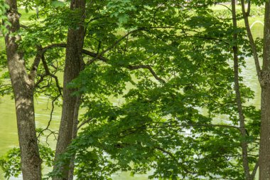 Güzel, doğal, yeşil ağaçlar, bitkiler, çimenler yazın parkta.