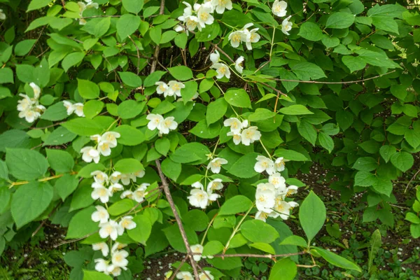 Güzel, doğal, harika bir Jasmine çiçeği aromalı yazın bahçede bir ağaçta, Park