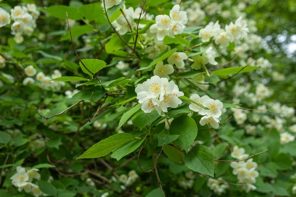 Beautiful Natural Wonderful Aroma Jasmine Flowers Tree Summer Garden Park — Stock Photo, Image