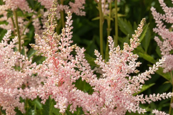 Όμορφο Ασυνήθιστο Φυσικό Ροζ Φωτεινό Λουλούδι Φυτά Στον Κήπο Καλοκαίρι Royalty Free Φωτογραφίες Αρχείου
